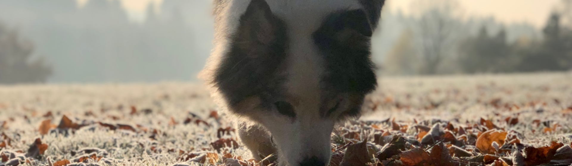 Urlaub mit Hund im Waldviertel