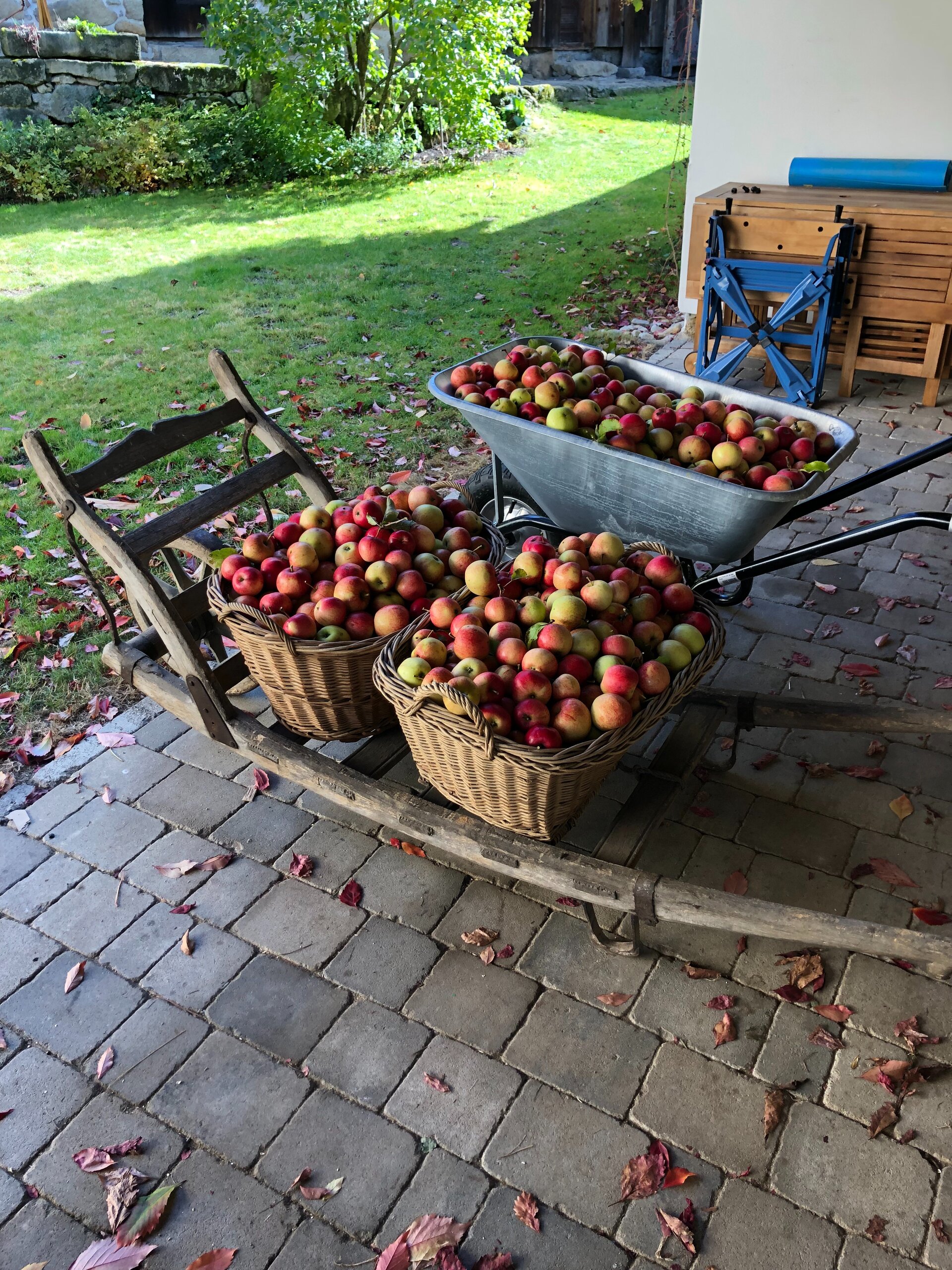 Apfelernte im Waldviertel