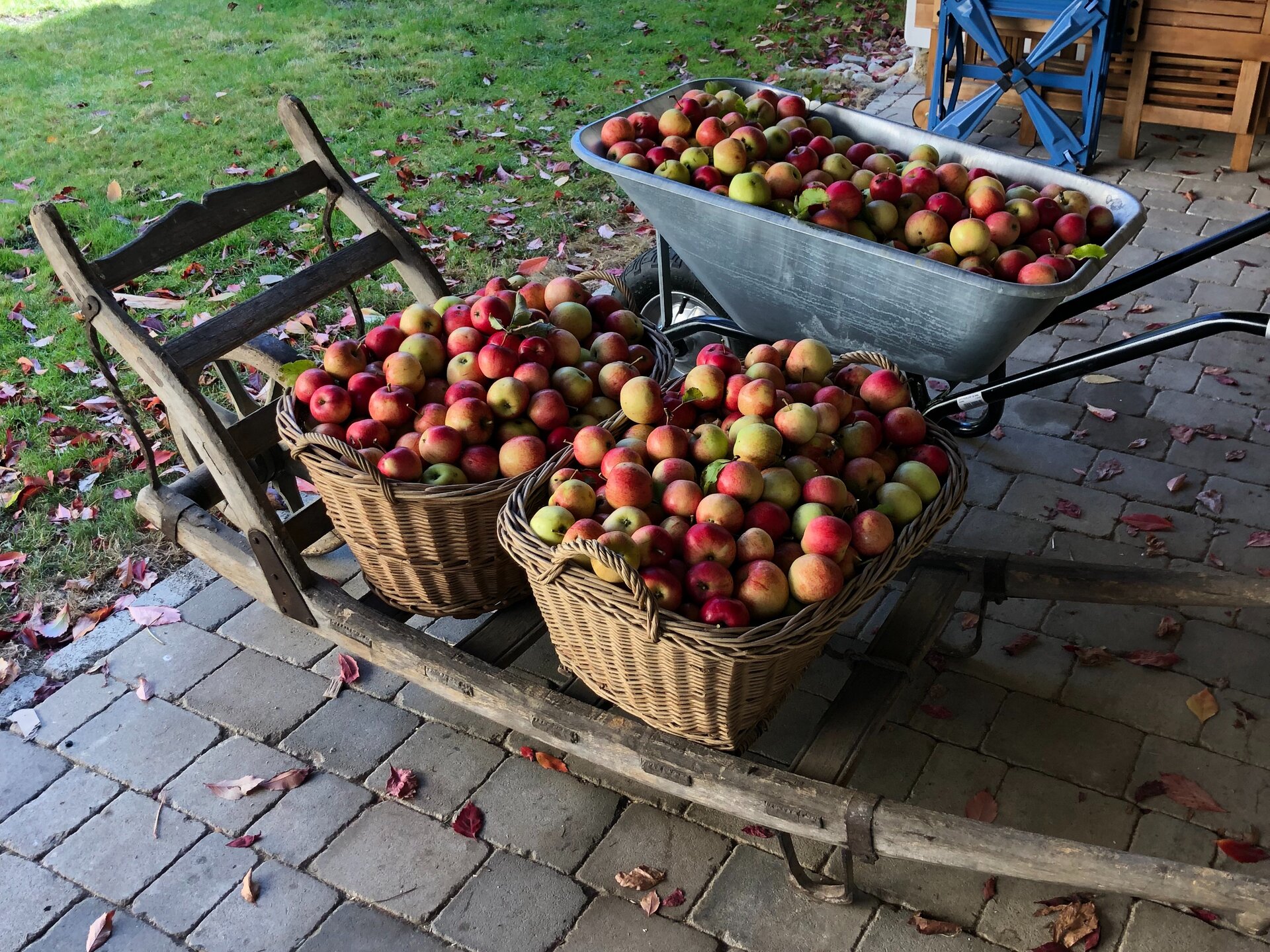 Apfelernte im Waldviertel