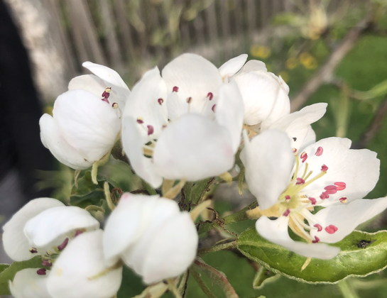 Apfelbaumblüten