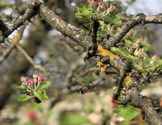 Blüten am Apfelbaum