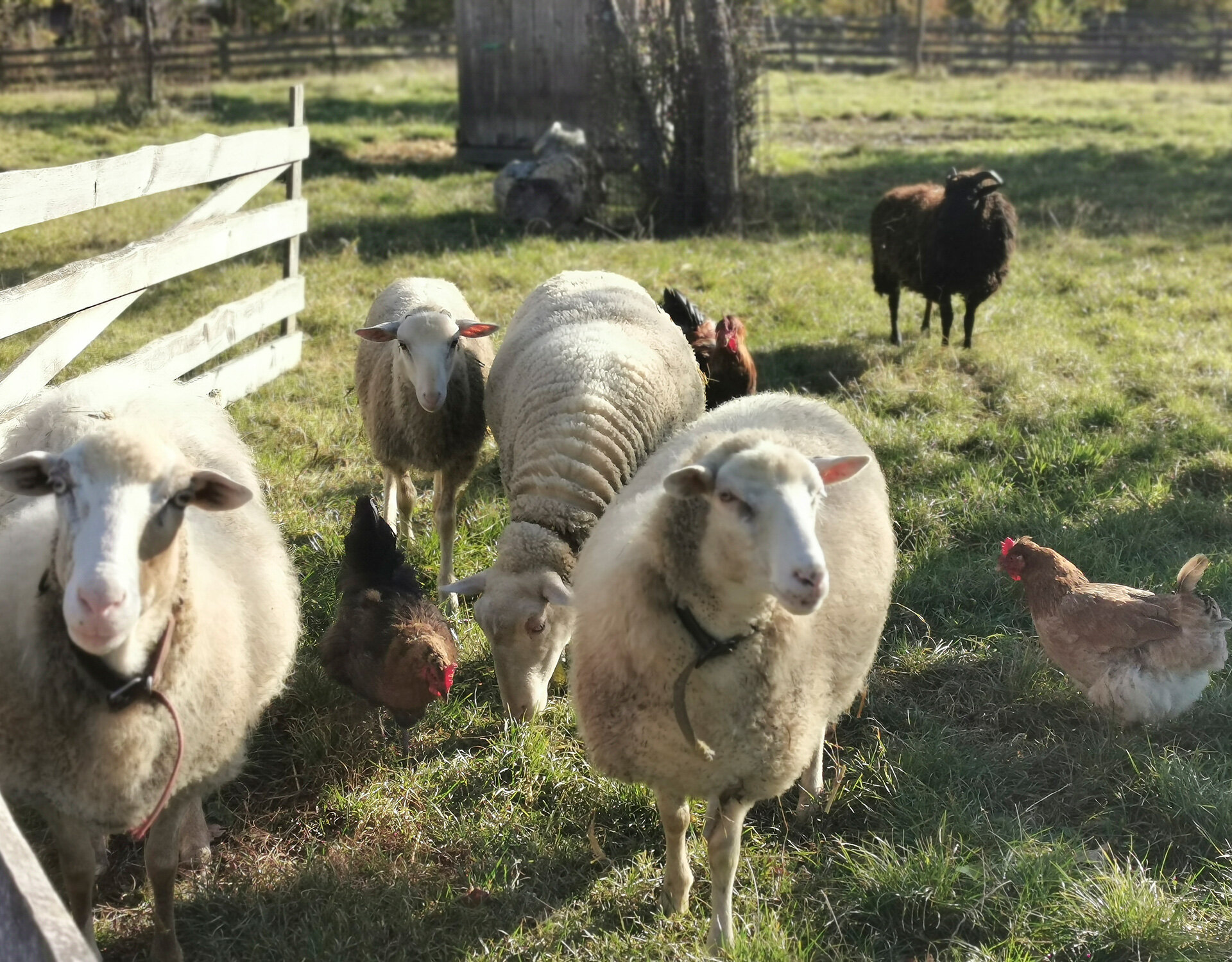 Tiere im Urlaub im Waldviertel