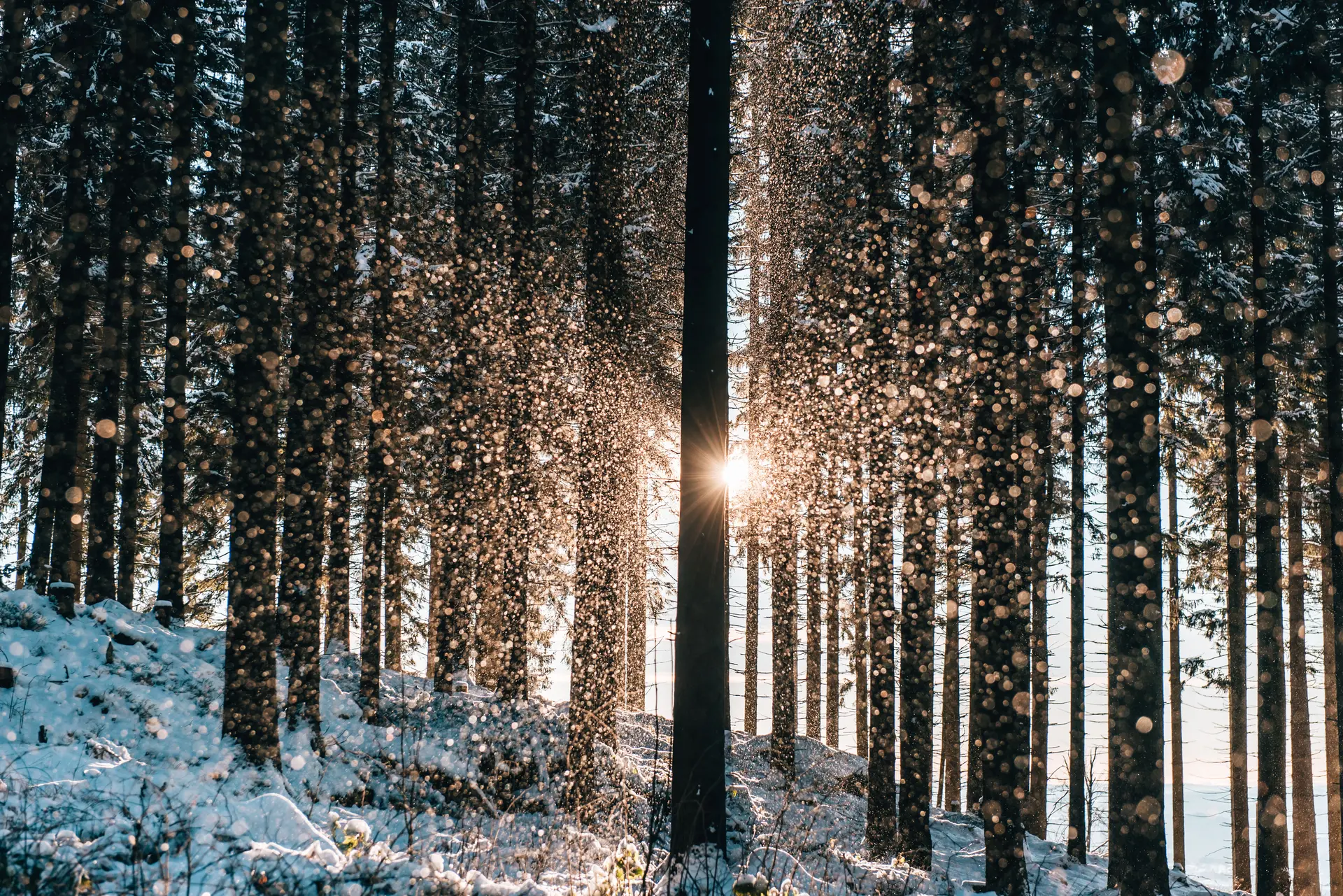 © Waldviertel Tourismus, sommertage.com