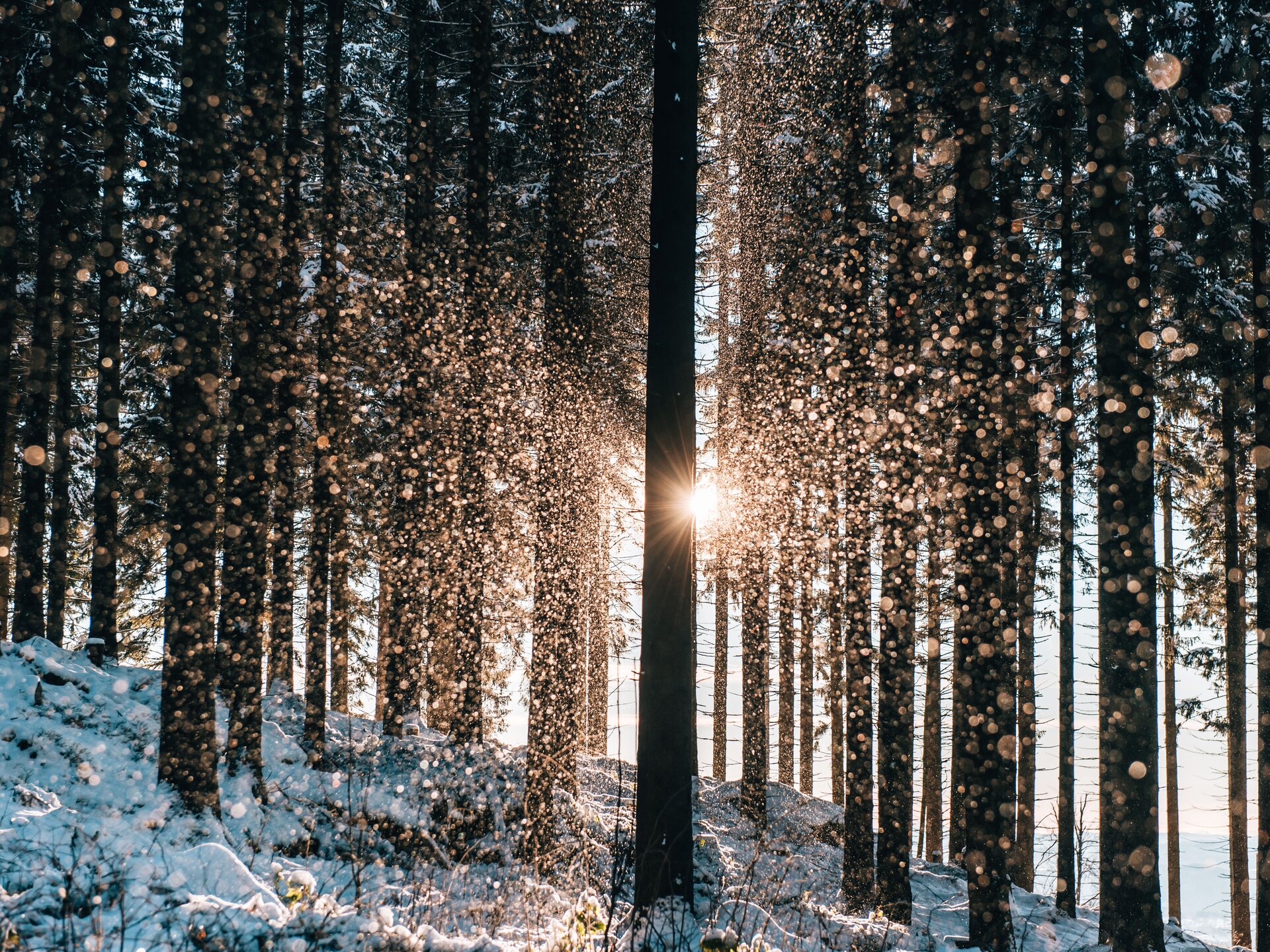 © Waldviertel Tourismus, sommertage.com