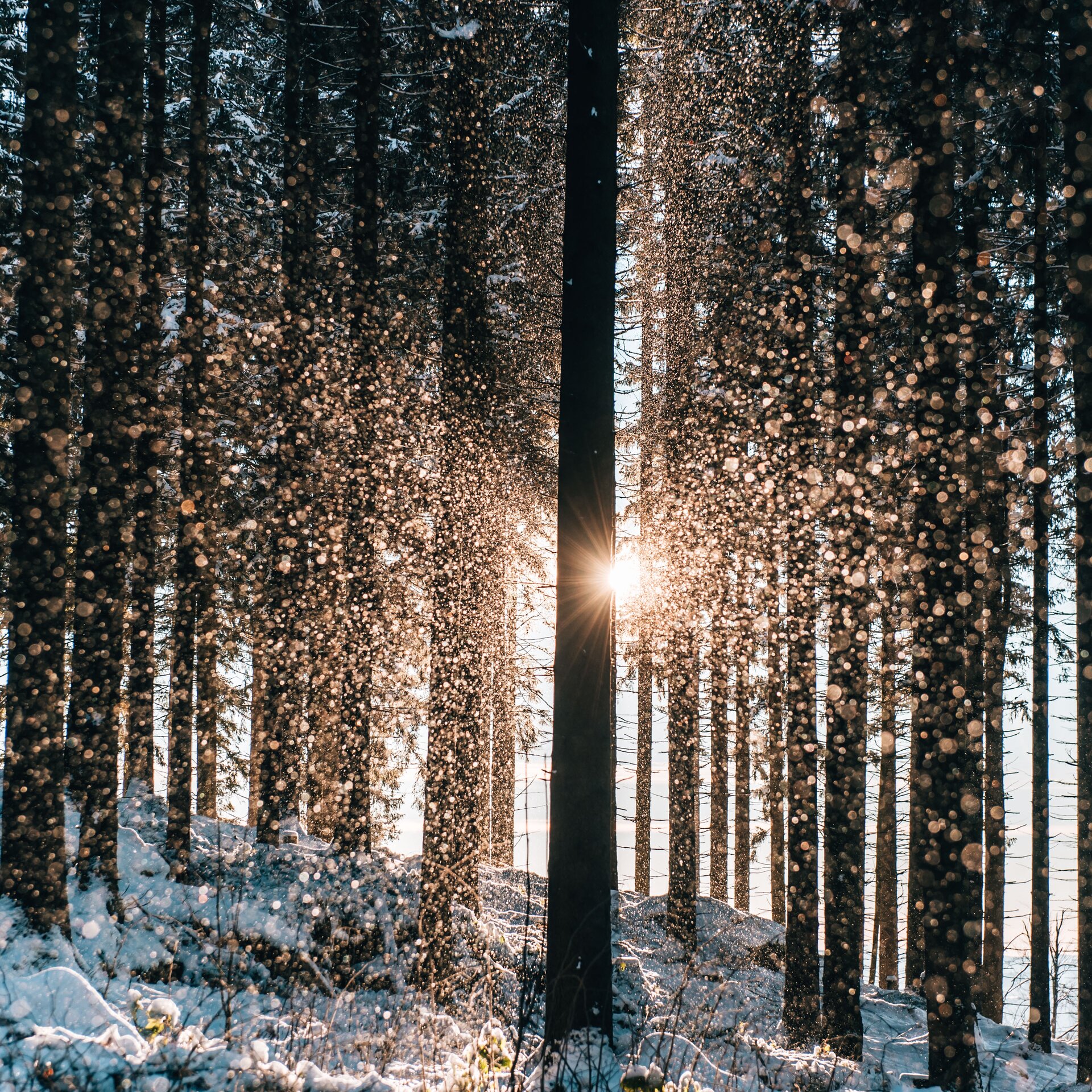 © Waldviertel Tourismus, sommertage.com