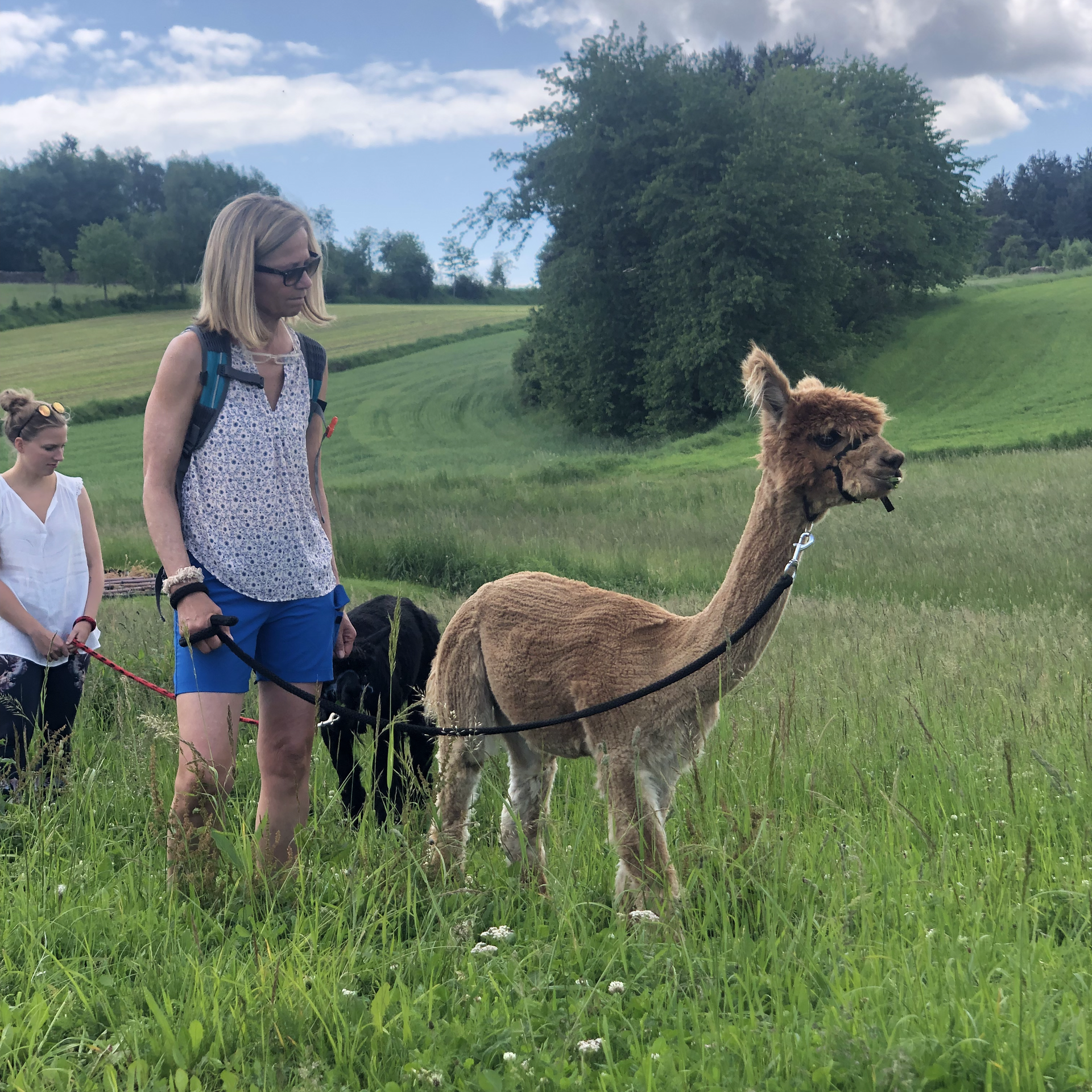 Alpaka Wanderung im Waldviertel