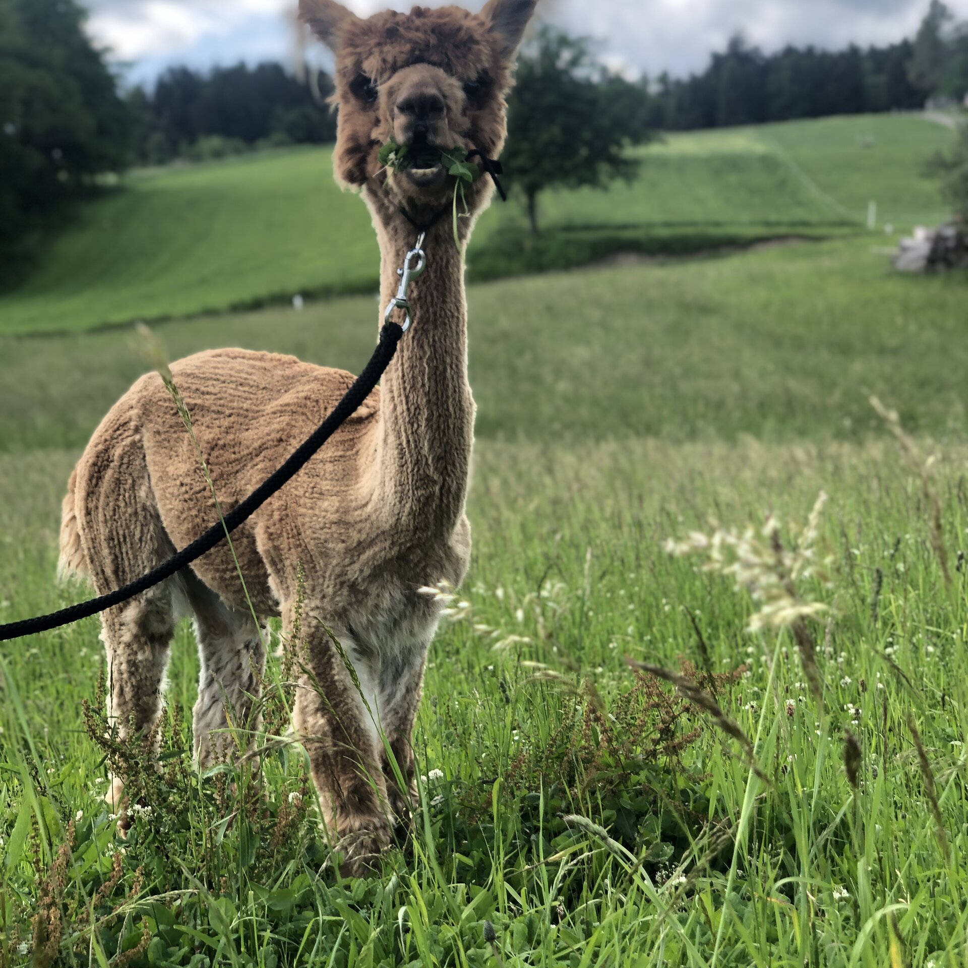 Alpaka im Waldviertel